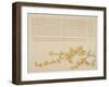 Japanese Yellow Rose, or Yamabuki, C.1818-29-Kid? Kageyasu-Framed Giclee Print