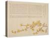 Japanese Yellow Rose, or Yamabuki, C.1818-29-Kid? Kageyasu-Stretched Canvas