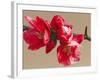 Japonica Blush-Sarah Caswell-Framed Giclee Print