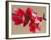 Japonica Blush-Sarah Caswell-Framed Giclee Print