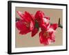 Japonica Blush-Sarah Caswell-Framed Giclee Print