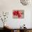 Japonica Blush-Sarah Caswell-Mounted Giclee Print displayed on a wall