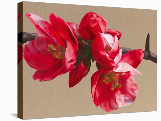 Japonica Blush-Sarah Caswell-Stretched Canvas