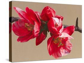 Japonica Blush-Sarah Caswell-Stretched Canvas