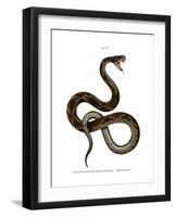 Jararaca-null-Framed Giclee Print