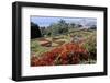 Jardim Botanico (Botanical Gardens), Funchal, Madeira, Portugal, Atlantic-Jenny Pate-Framed Photographic Print