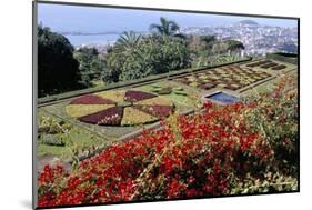 Jardim Botanico (Botanical Gardens), Funchal, Madeira, Portugal, Atlantic-Jenny Pate-Mounted Photographic Print