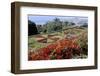 Jardim Botanico (Botanical Gardens), Funchal, Madeira, Portugal, Atlantic-Jenny Pate-Framed Premium Photographic Print