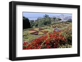 Jardim Botanico (Botanical Gardens), Funchal, Madeira, Portugal, Atlantic-Jenny Pate-Framed Premium Photographic Print