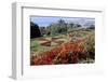 Jardim Botanico (Botanical Gardens), Funchal, Madeira, Portugal, Atlantic-Jenny Pate-Framed Premium Photographic Print