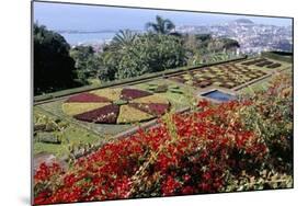 Jardim Botanico (Botanical Gardens), Funchal, Madeira, Portugal, Atlantic-Jenny Pate-Mounted Photographic Print