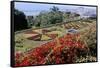 Jardim Botanico (Botanical Gardens), Funchal, Madeira, Portugal, Atlantic-Jenny Pate-Framed Stretched Canvas