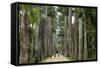 Jardim Botanico (Botanical Gardens), Rio de Janeiro, Brazil, South America-Yadid Levy-Framed Stretched Canvas