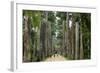 Jardim Botanico (Botanical Gardens), Rio de Janeiro, Brazil, South America-Yadid Levy-Framed Photographic Print