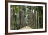 Jardim Botanico (Botanical Gardens), Rio de Janeiro, Brazil, South America-Yadid Levy-Framed Photographic Print