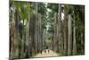 Jardim Botanico (Botanical Gardens), Rio de Janeiro, Brazil, South America-Yadid Levy-Mounted Photographic Print