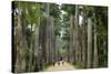 Jardim Botanico (Botanical Gardens), Rio de Janeiro, Brazil, South America-Yadid Levy-Stretched Canvas