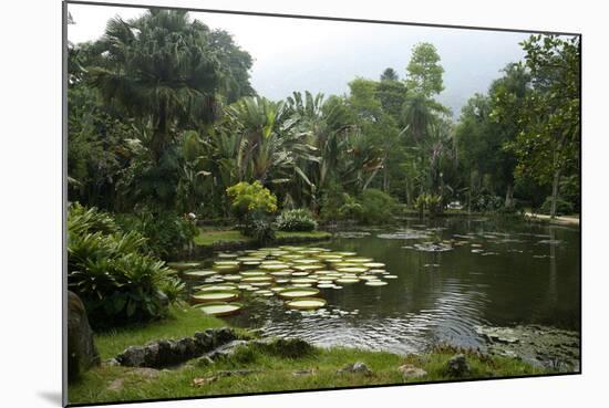 Jardim Botanico (Botanical Gardens), Rio de Janeiro, Brazil, South America-Yadid Levy-Mounted Photographic Print
