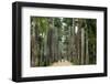 Jardim Botanico (Botanical Gardens), Rio de Janeiro, Brazil, South America-Yadid Levy-Framed Photographic Print