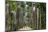 Jardim Botanico (Botanical Gardens), Rio de Janeiro, Brazil, South America-Yadid Levy-Mounted Photographic Print