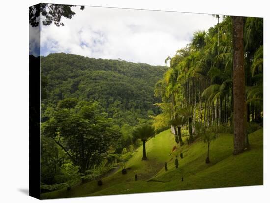 Jardin De Balata, Martinique, French Antilles, West Indies-Scott T. Smith-Stretched Canvas