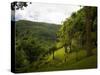 Jardin De Balata, Martinique, French Antilles, West Indies-Scott T. Smith-Stretched Canvas