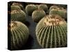 Jardin De Cactus Near Guatiza, Lanzarote, Canary Islands, Spain-Hans Peter Merten-Stretched Canvas