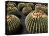 Jardin De Cactus Near Guatiza, Lanzarote, Canary Islands, Spain-Hans Peter Merten-Stretched Canvas