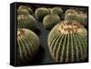 Jardin De Cactus Near Guatiza, Lanzarote, Canary Islands, Spain-Hans Peter Merten-Framed Stretched Canvas