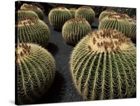 Jardin De Cactus Near Guatiza, Lanzarote, Canary Islands, Spain-Hans Peter Merten-Stretched Canvas