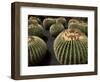 Jardin De Cactus Near Guatiza, Lanzarote, Canary Islands, Spain-Hans Peter Merten-Framed Photographic Print