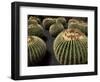 Jardin De Cactus Near Guatiza, Lanzarote, Canary Islands, Spain-Hans Peter Merten-Framed Photographic Print