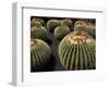 Jardin De Cactus Near Guatiza, Lanzarote, Canary Islands, Spain-Hans Peter Merten-Framed Photographic Print