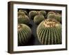 Jardin De Cactus Near Guatiza, Lanzarote, Canary Islands, Spain-Hans Peter Merten-Framed Photographic Print