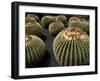 Jardin De Cactus Near Guatiza, Lanzarote, Canary Islands, Spain-Hans Peter Merten-Framed Photographic Print