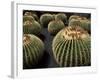 Jardin De Cactus Near Guatiza, Lanzarote, Canary Islands, Spain-Hans Peter Merten-Framed Photographic Print