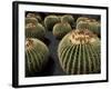 Jardin De Cactus Near Guatiza, Lanzarote, Canary Islands, Spain-Hans Peter Merten-Framed Photographic Print
