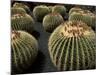 Jardin De Cactus Near Guatiza, Lanzarote, Canary Islands, Spain-Hans Peter Merten-Mounted Photographic Print