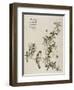 "Jardin du grain de moutarde"-null-Framed Giclee Print