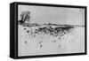 Jardin enneigé "Marsh Leaves"-Peter Henry Emerson-Framed Stretched Canvas