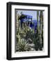 Jardin Majorelle, Marrakech, Morocco, North Africa, Africa-Ethel Davies-Framed Photographic Print