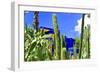 Jardin Majorelle - Marrakech - Morocco - North Africa - Africa-Philippe Hugonnard-Framed Photographic Print