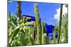 Jardin Majorelle - Marrakech - Morocco - North Africa - Africa-Philippe Hugonnard-Mounted Photographic Print