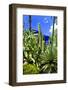 Jardin Majorelle - Marrakech - Morocco - North Africa - Africa-Philippe Hugonnard-Framed Photographic Print