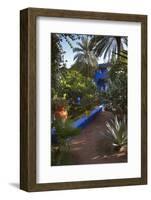 Jardin Majorelle, Owned by Yves St. Laurent, Marrakech, Morocco, North Africa, Africa-Stephen Studd-Framed Photographic Print