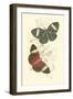 Jardine Butterflies I-Sir William Jardine-Framed Art Print