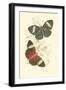 Jardine Butterflies I-Sir William Jardine-Framed Art Print