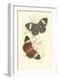 Jardine Butterflies I-Sir William Jardine-Framed Art Print