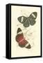 Jardine Butterflies I-Sir William Jardine-Framed Stretched Canvas