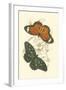 Jardine Butterflies II-Sir William Jardine-Framed Art Print